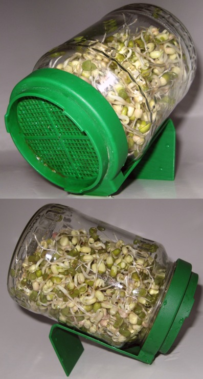 Sprouting_mung_beans_in_a_jar
